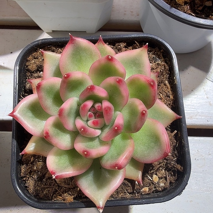 壮壮单头多肉植物锦