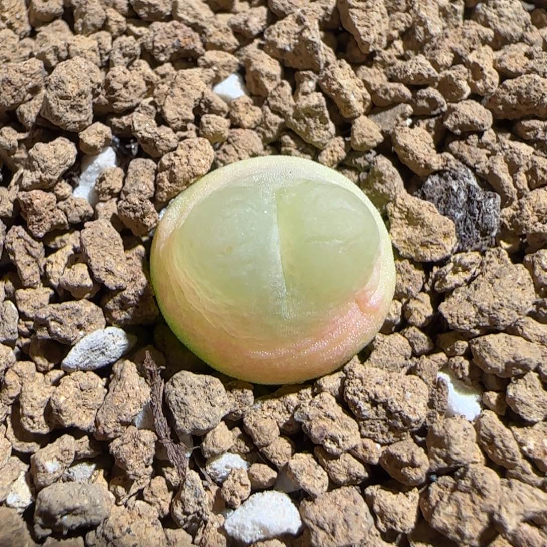 肉锥多肉植物组合-日式拉登1703