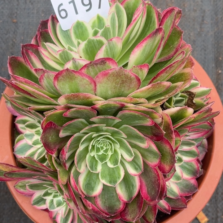 孔雀翎多肉发货发货