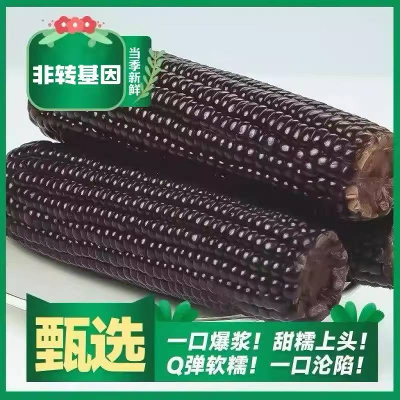 【试吃2根】东北头茬香甜黑糯玉米真空包装新鲜非转基因香甜美味