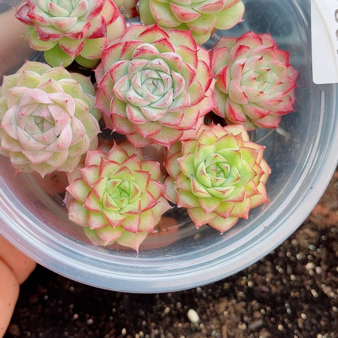 1-597 新疆西藏内蒙不发12.8包邮2-3公分多肉