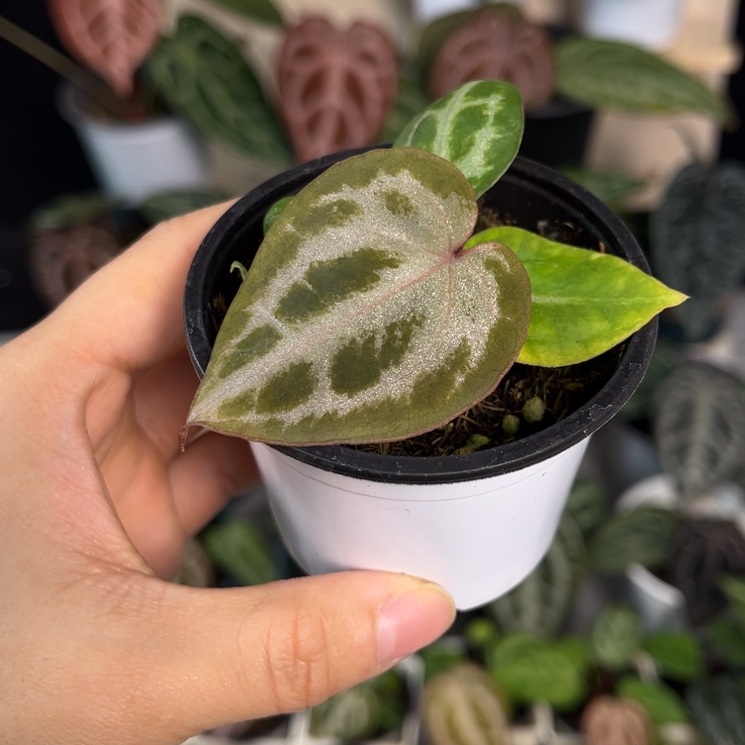 无花朵008 粉柠檬杂Nse 2.0