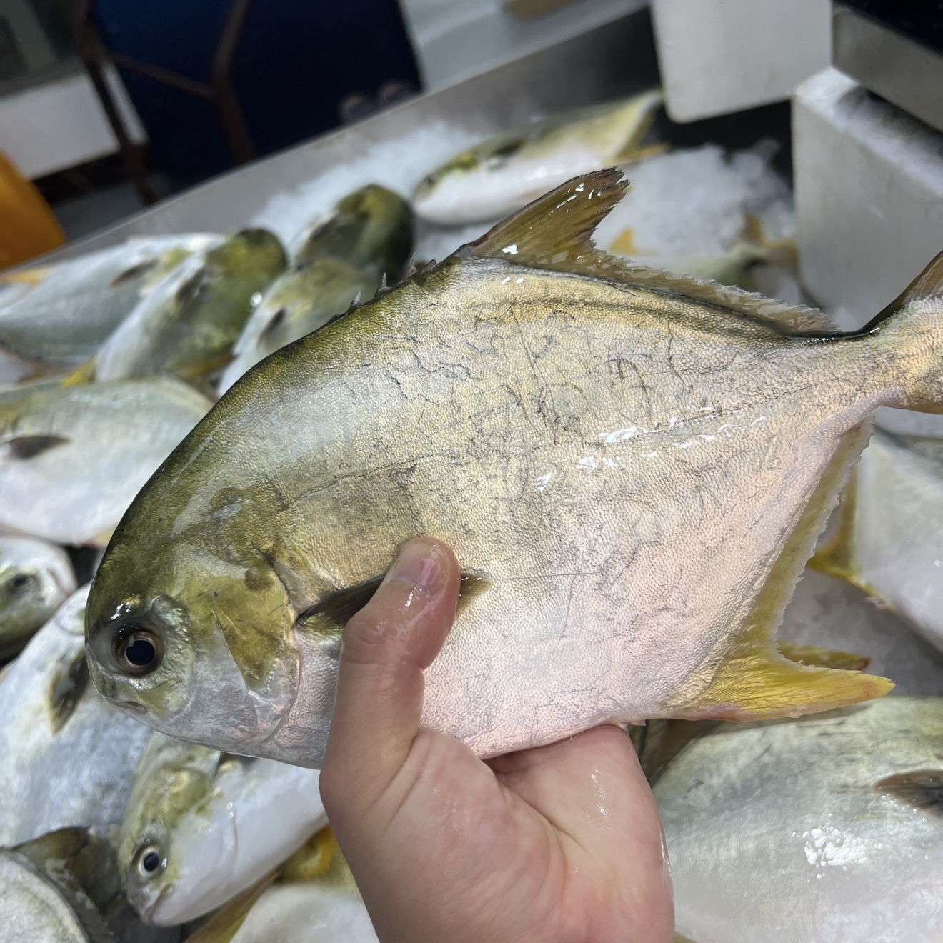 【马鲛仔威哥】新鲜海金鲳鱼 7条 300-350g条 速冻 顺丰包邮博贺港