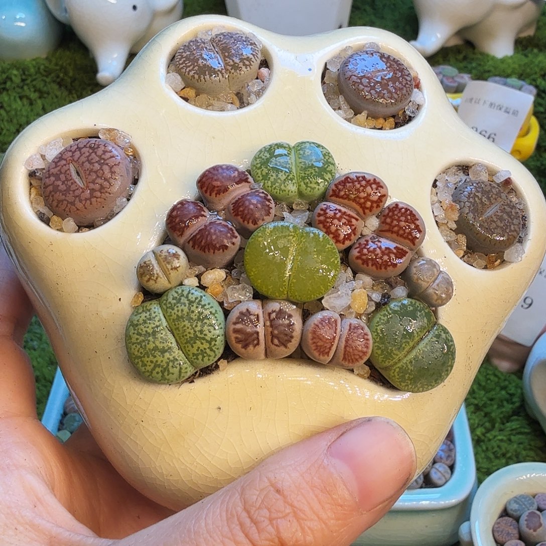 钱****多肉植物福利款1465