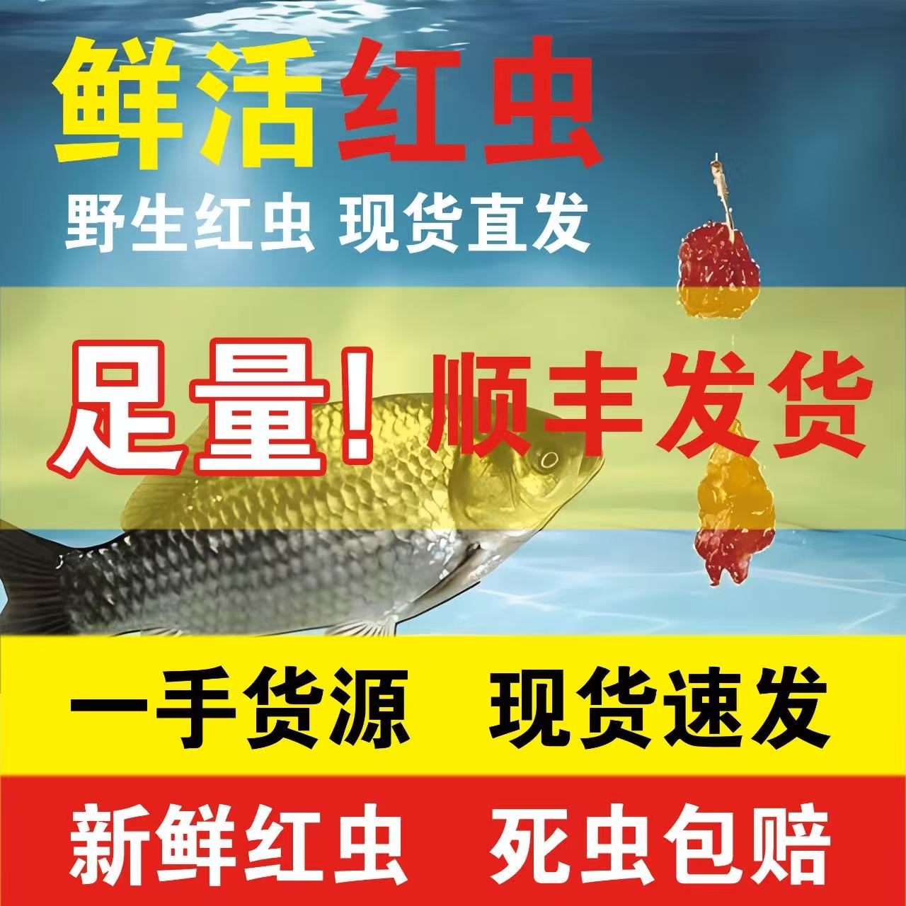 （斤装）精品红虫中小号拉饵黑坑肉夹馍竞技冬季钓鱼必备鲜活饵料