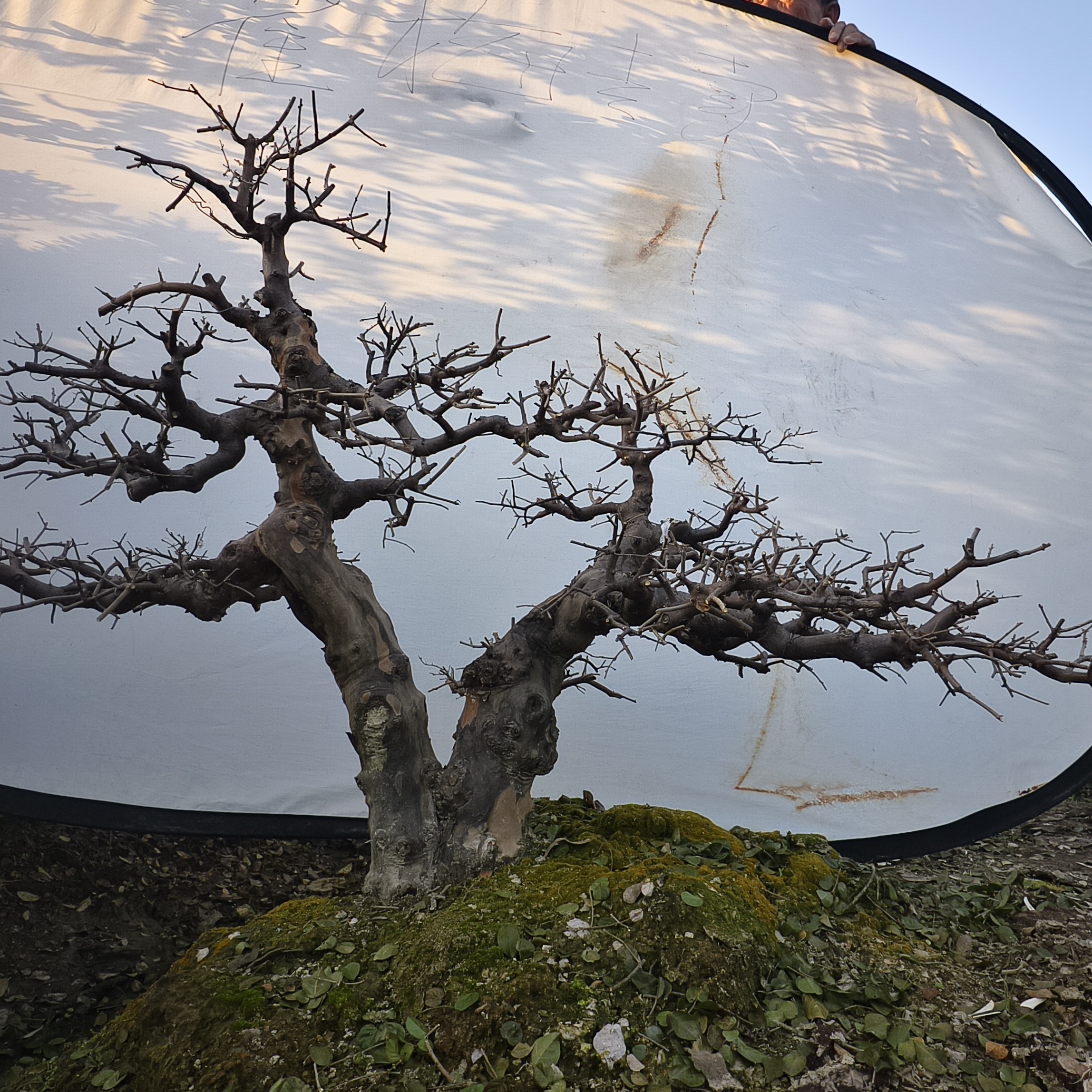 潜心园出品双杆雀梅 老桩盆景 盆景艺术 绿植