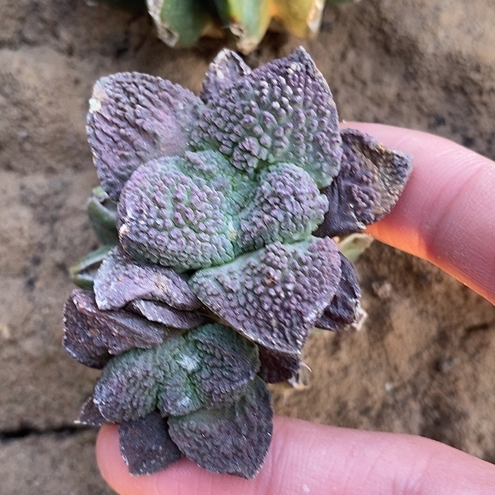 草球苗接紫姬大尤双头哥斯拉