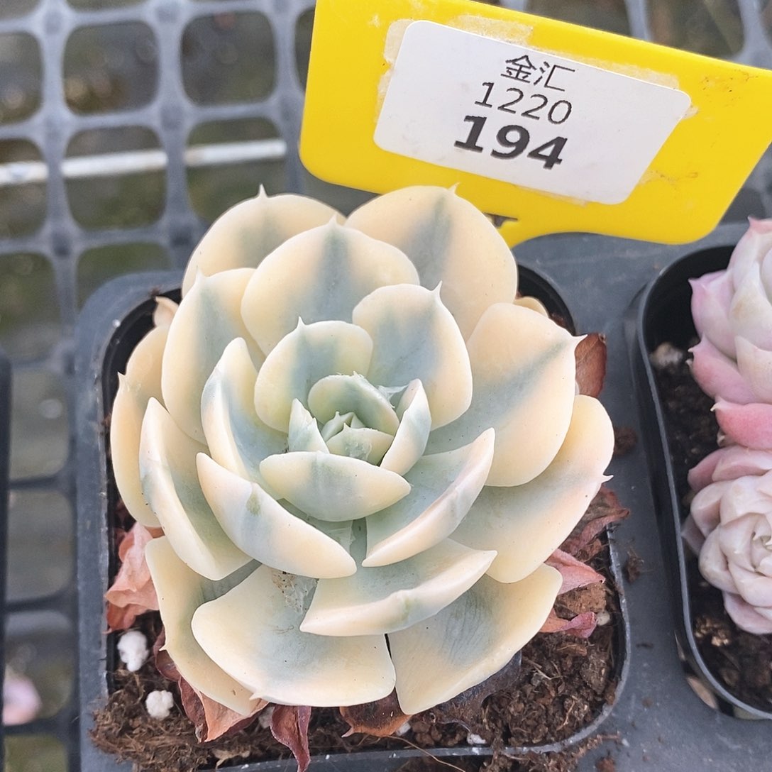 福利多多。1220194