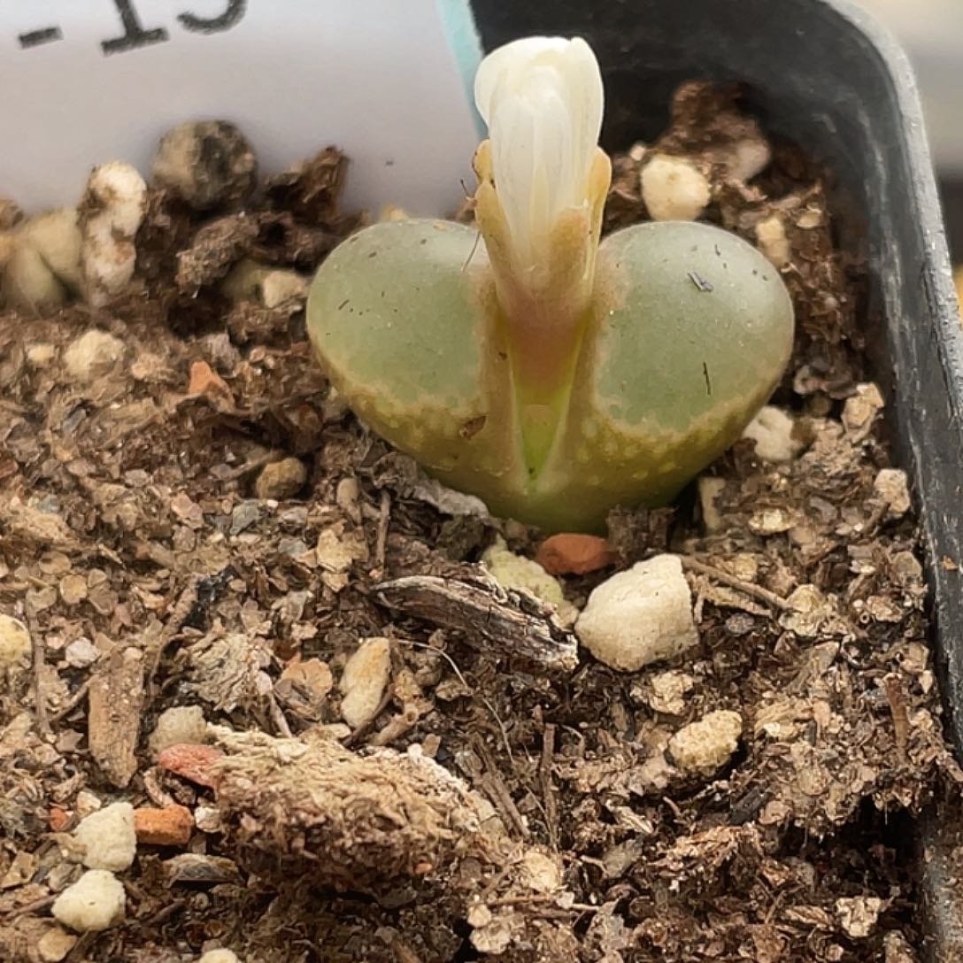 27-15肉锥c10多肉植物
