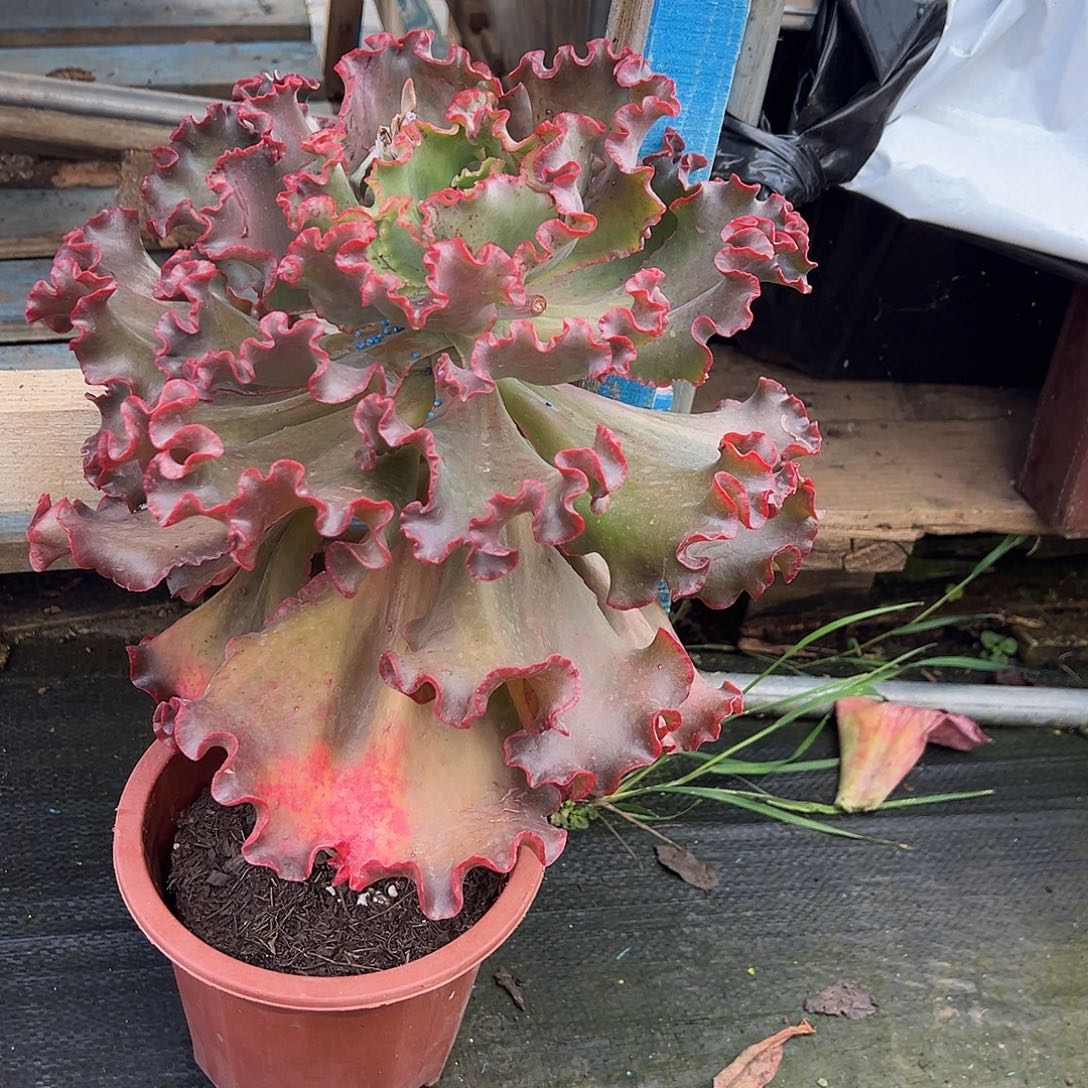 爱丽丝裸根发货。    