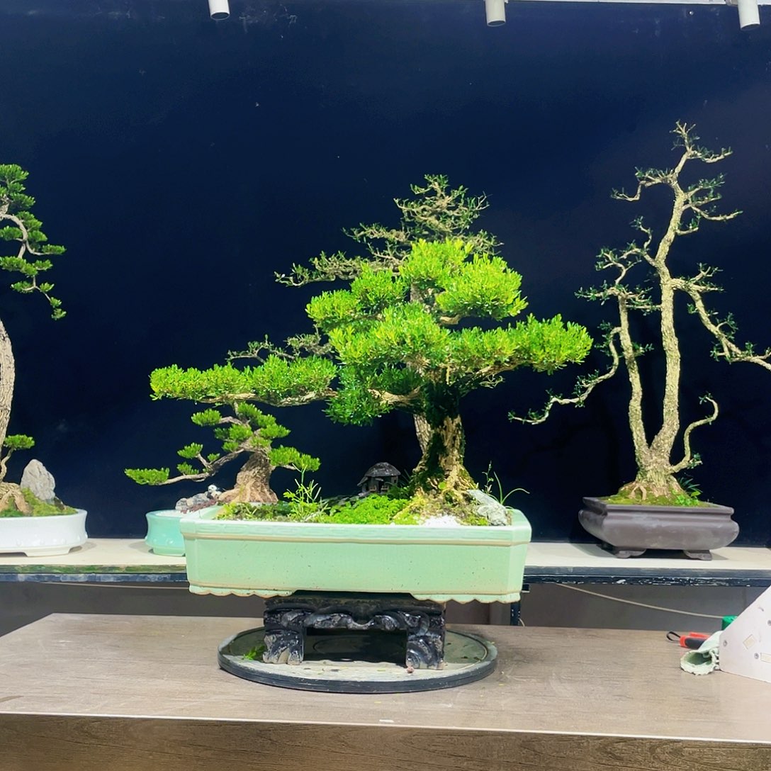 完全开放黄杨盆景四季常青