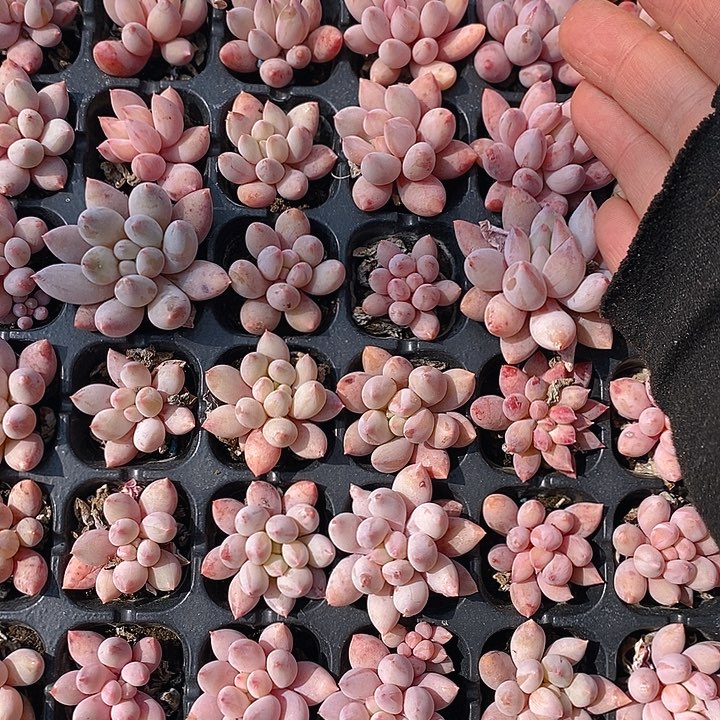 63 多肉植物盆栽花卉盆栽