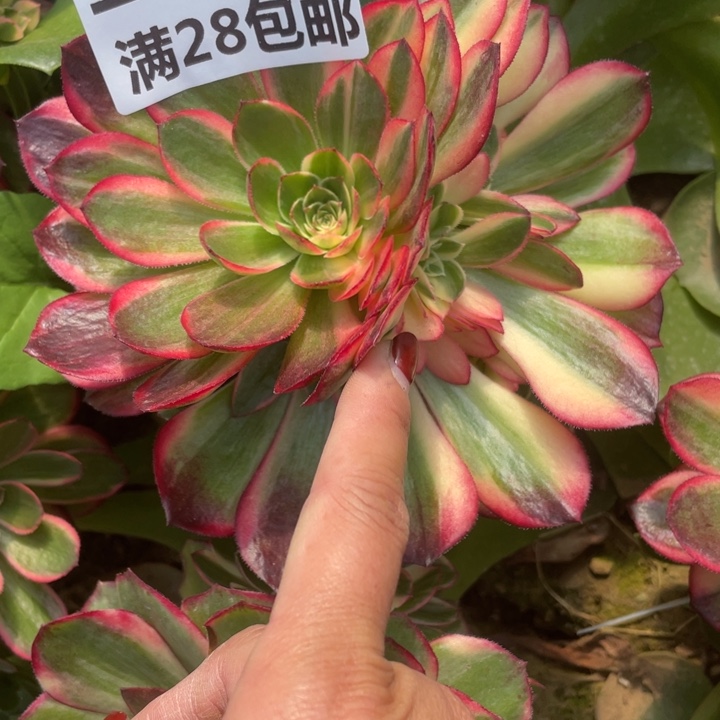 1459三号棚嫁接黑膜锦