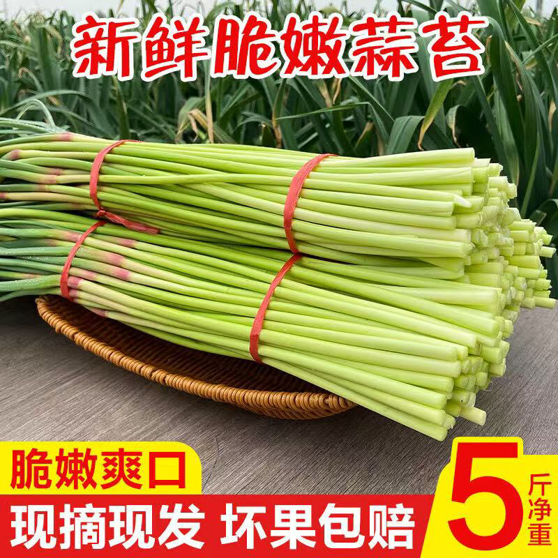 现抽河南本地新鲜红帽土蒜苔