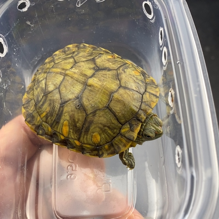 巴西彩龟母6666666