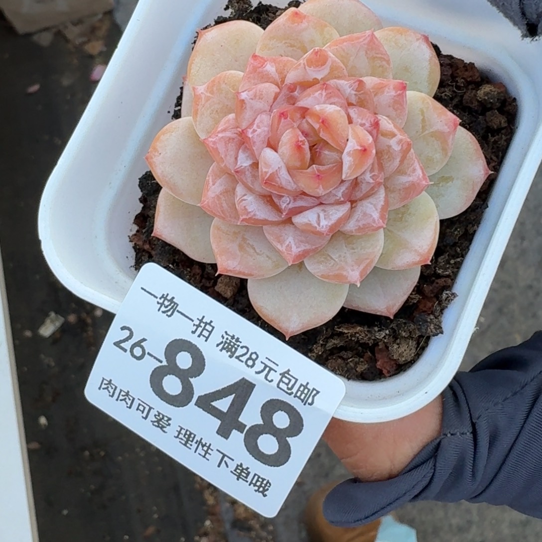 冰魄无盆土发货无