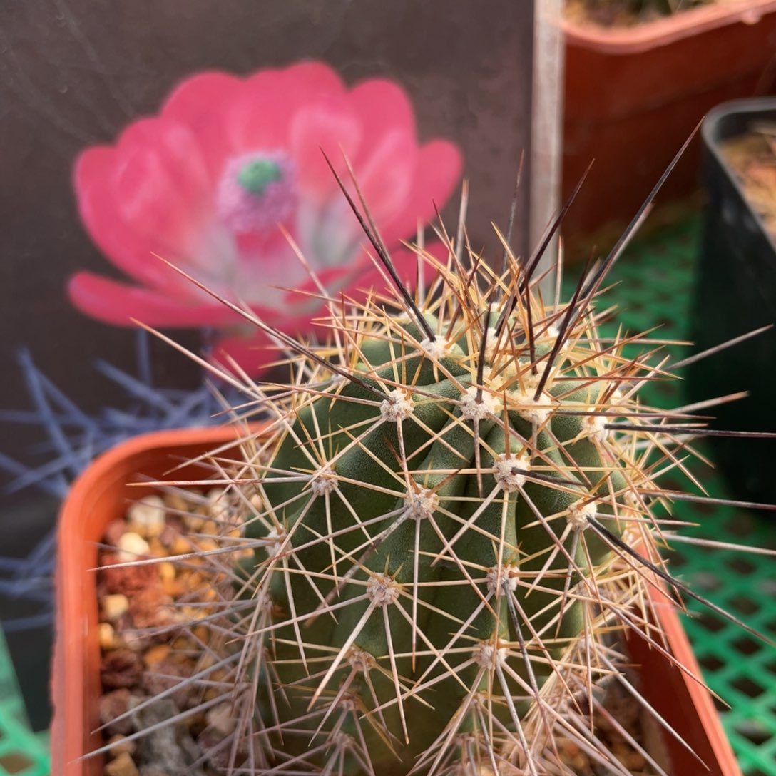 鹿角柱实生仙人球绯虾