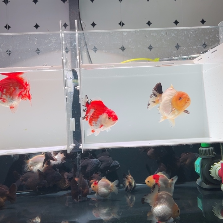 金鱼皮橘子玛丽2条