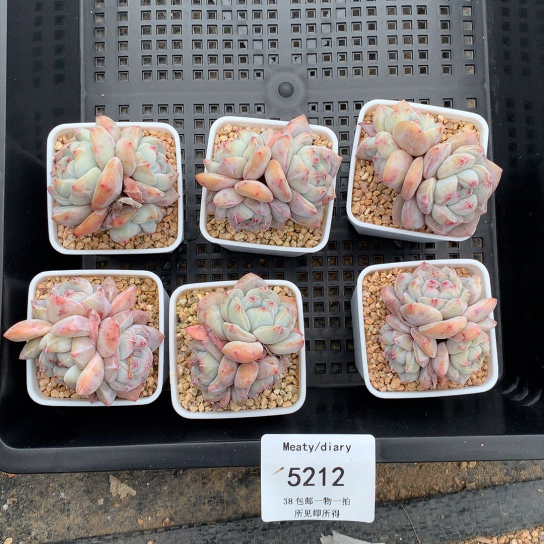 特5212精控星影石榴籽3头4到5厘米6颗一组