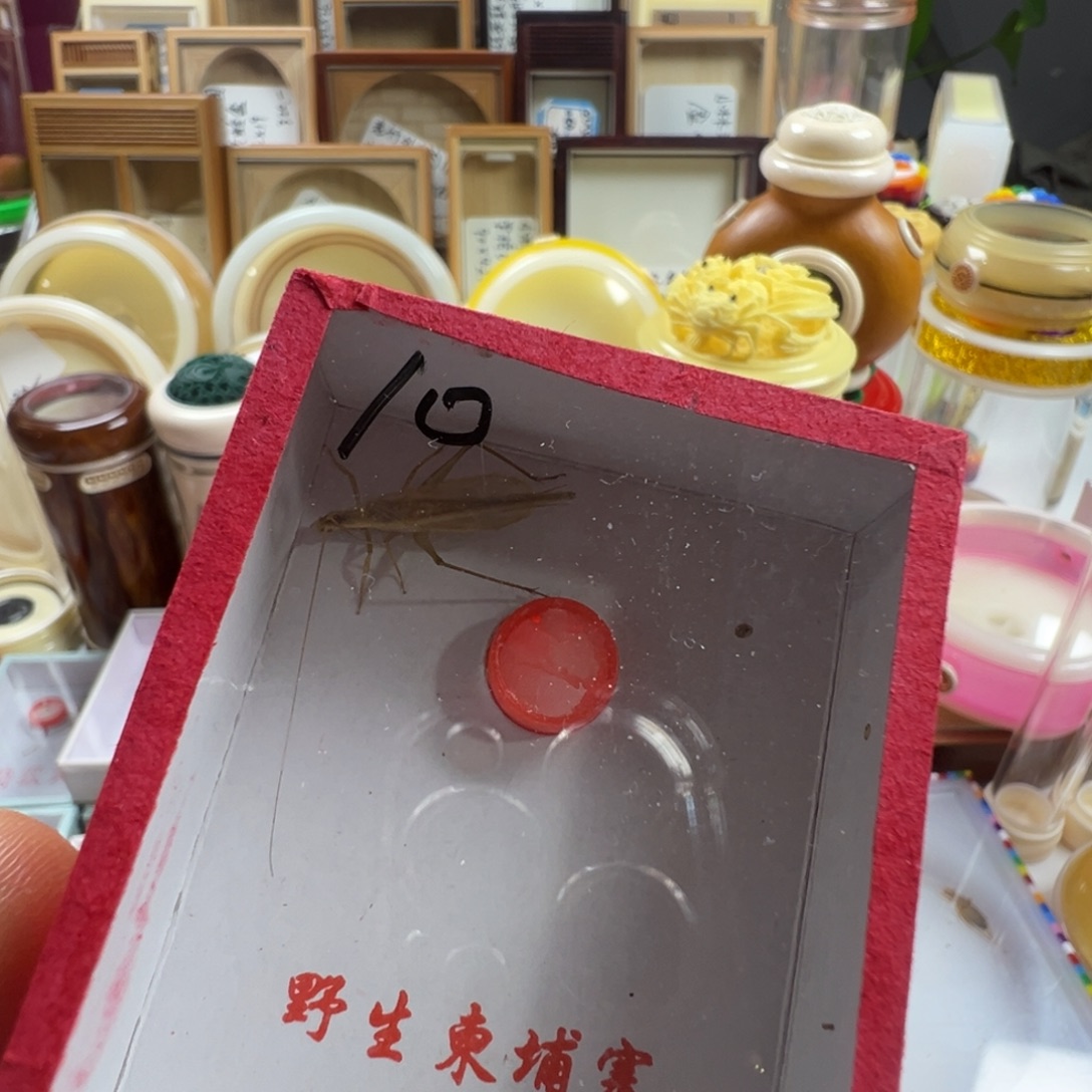 土***了蟋蟀一只开叫柬埔寨