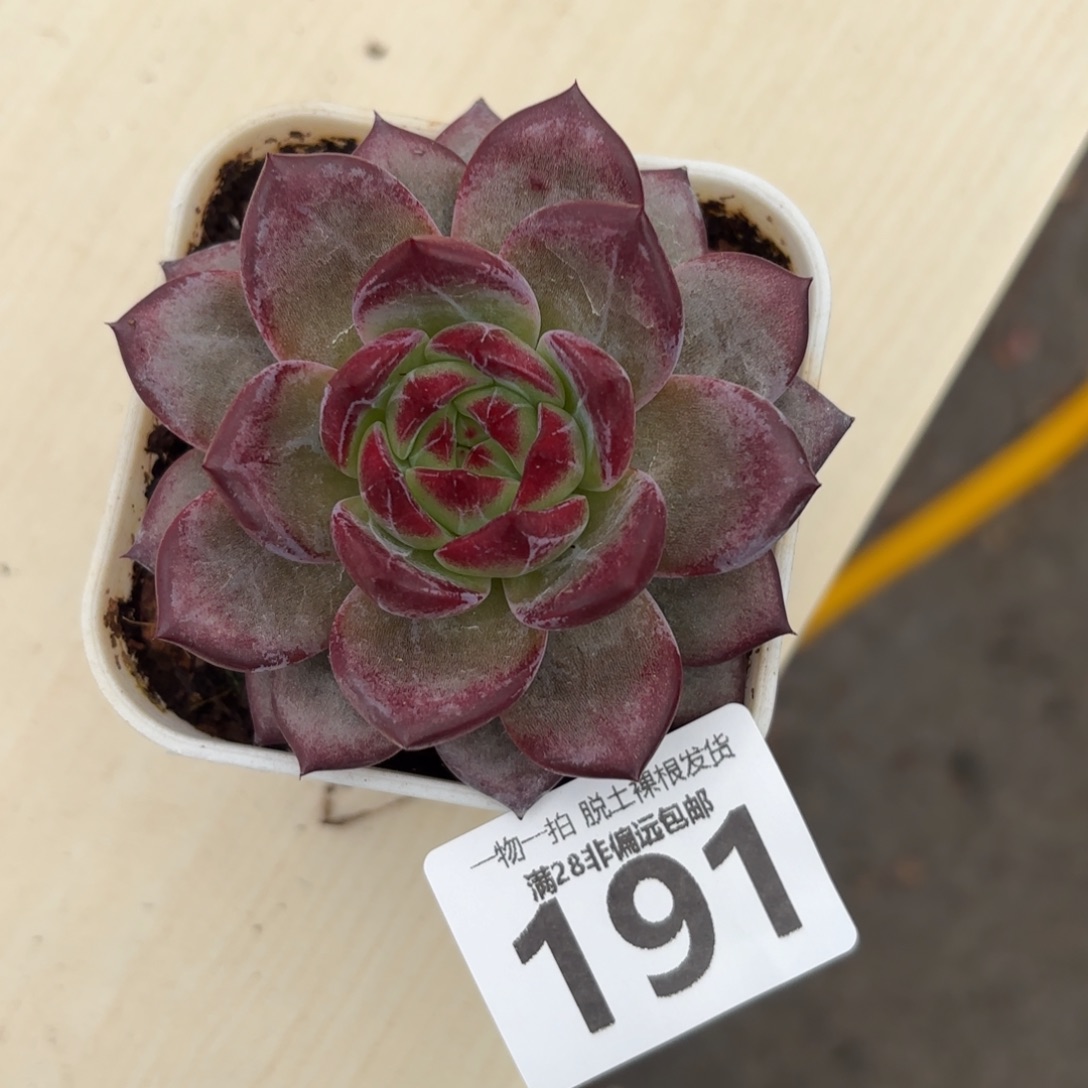 黑武士单头无盆土发货