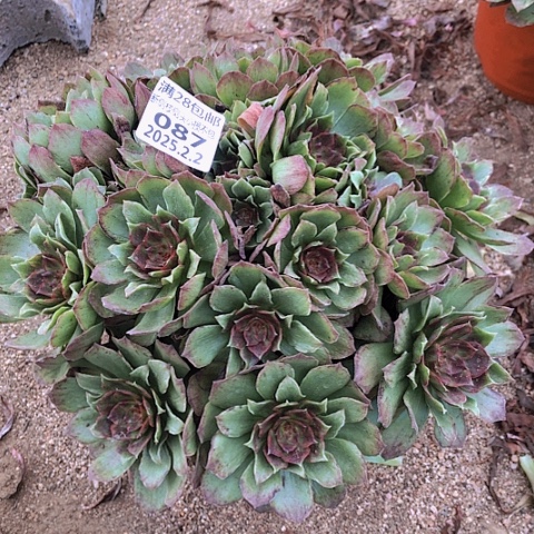 2.2-87红丝绒多肉植物