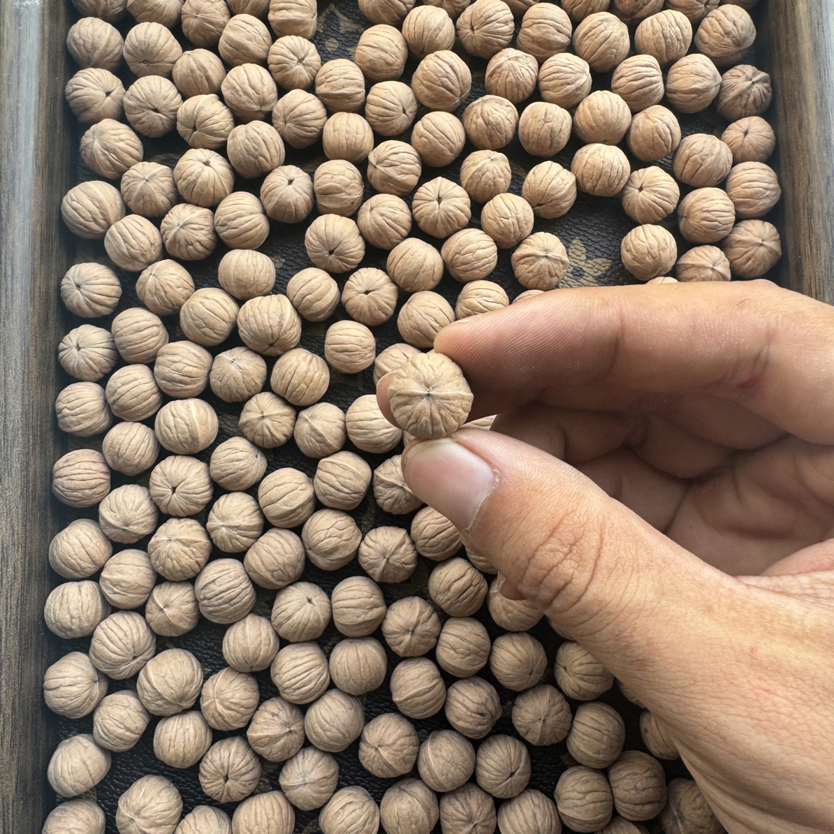 猴头南瓜桩原皮原色散籽通货 尺寸13+mm