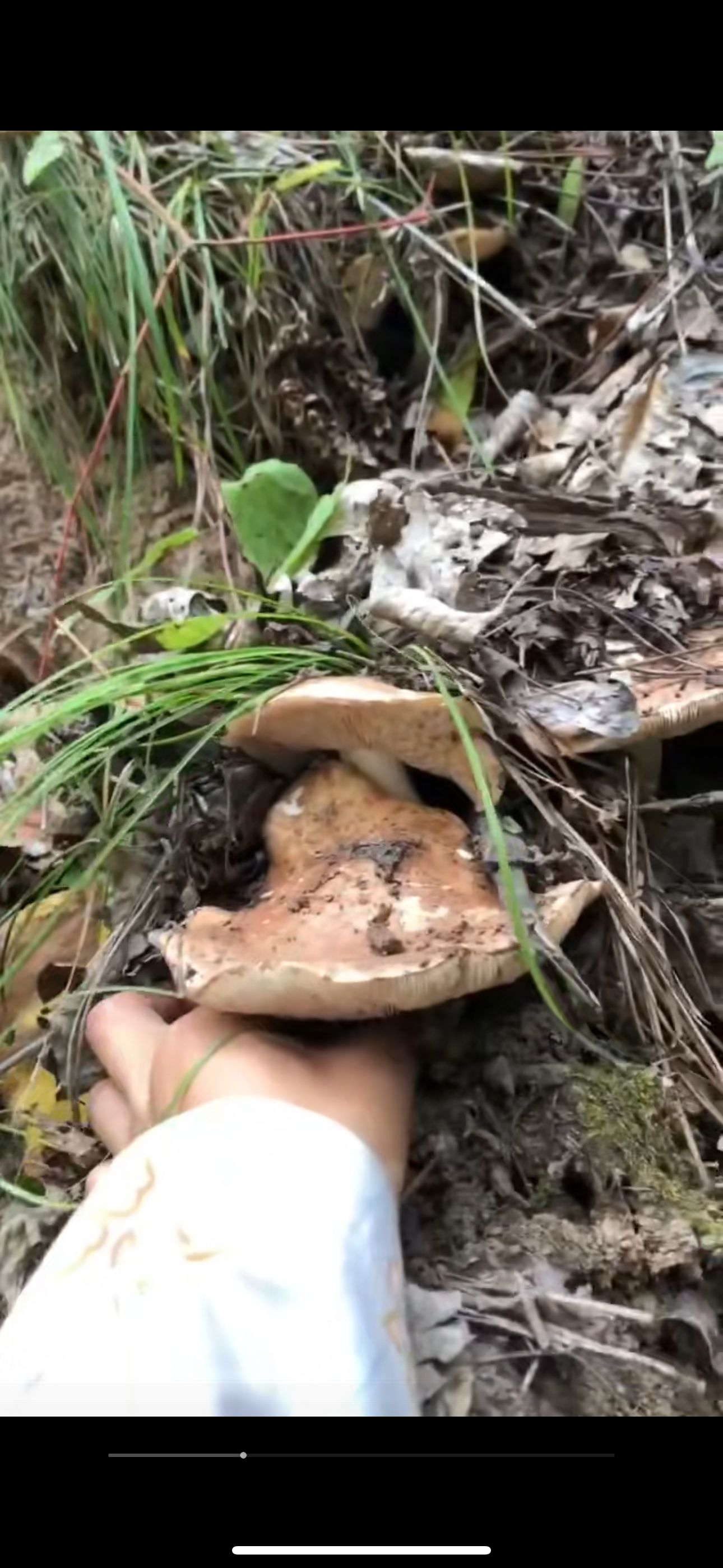 纯野生自然晒干吕梁纯山珍野生蘑菇，吕梁特产一斤/半斤炖汤鲜美