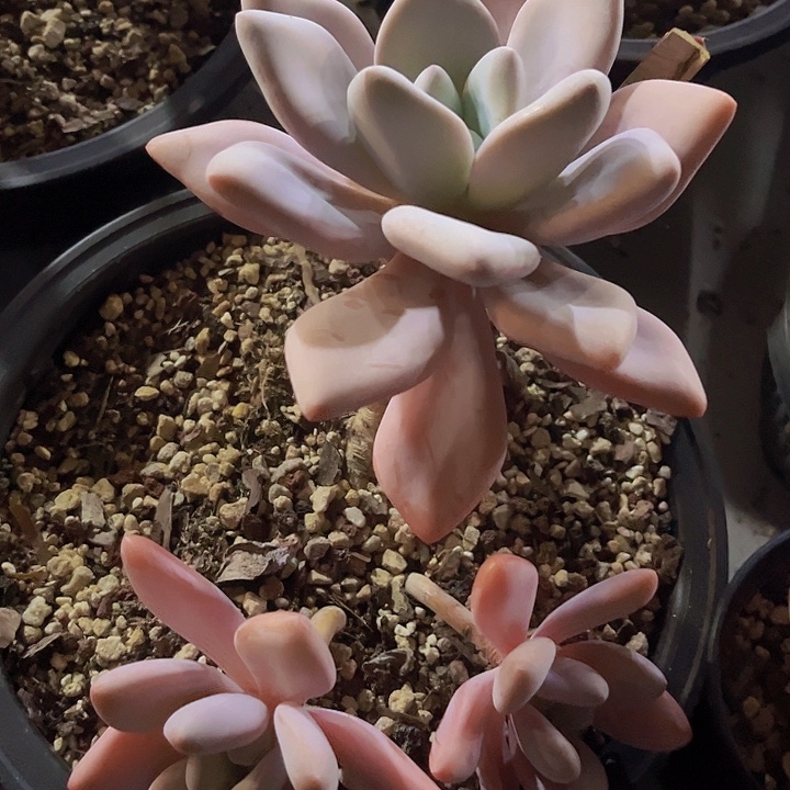 粉兔0126多肉植物