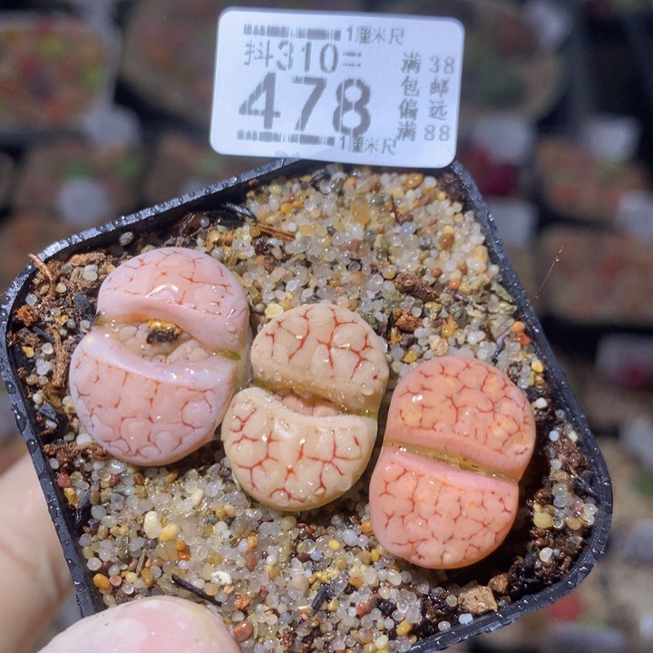 精品生石花310.478