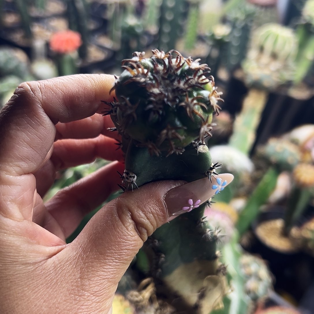 猫爪圆盘仙人球111111111111