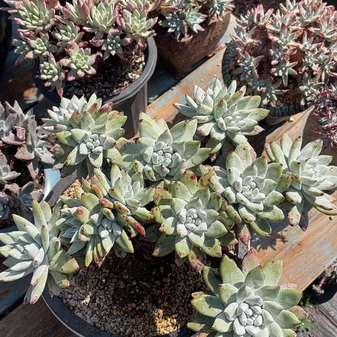 【闪购商品】帕翠莎缀化板