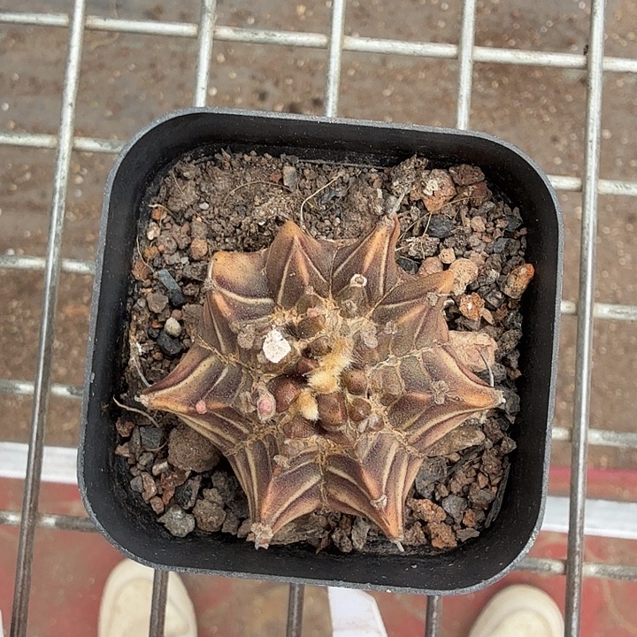 实生勒骨变异4仙人球