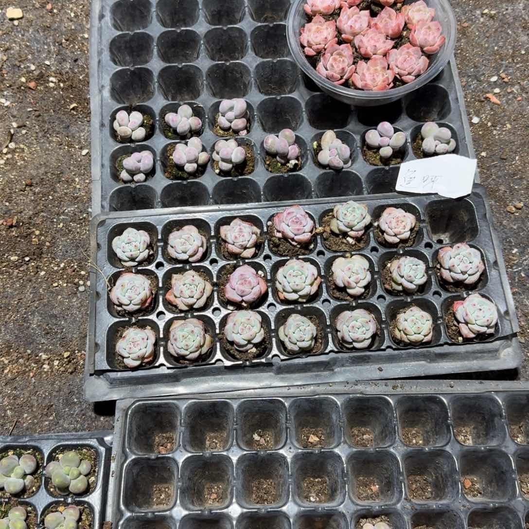 鱼呀一物一拍专拍