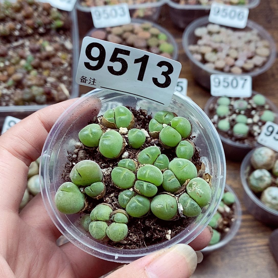 9513毛翠滴群啦啦啦啦