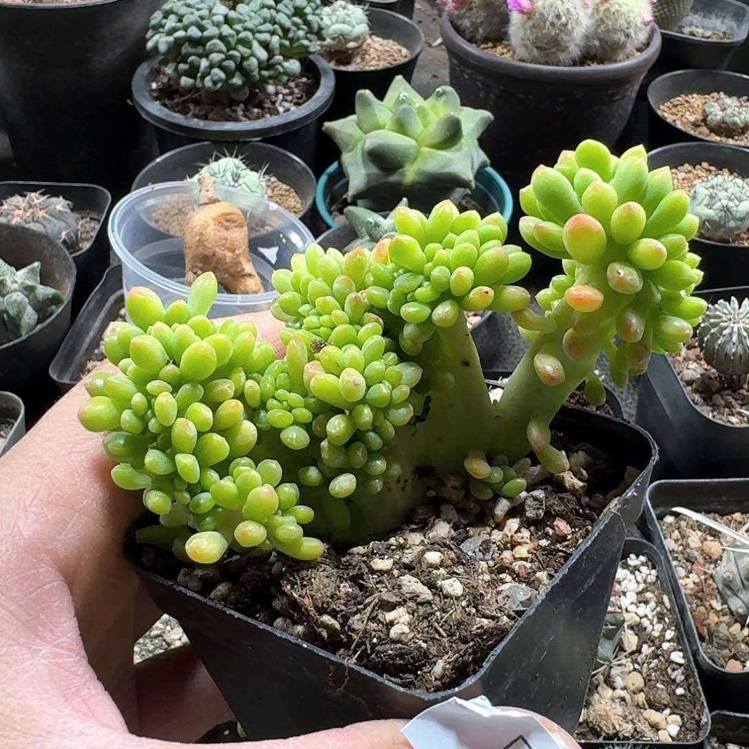 504春萌缀化脱土发货