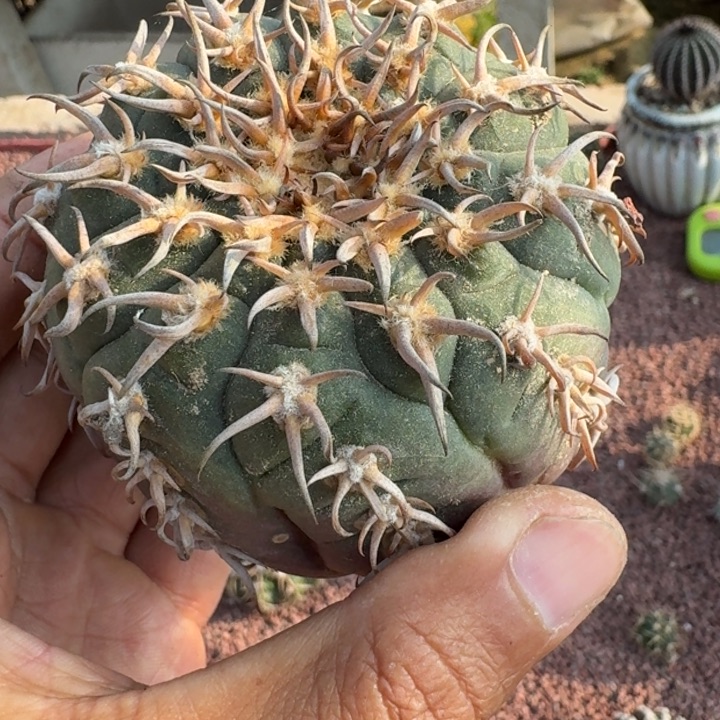 周***8猫爪天平无根6666666