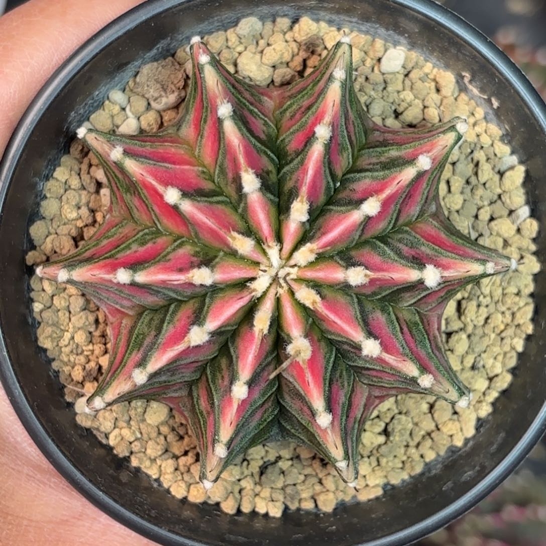 泰系实生肋骨仙人球600