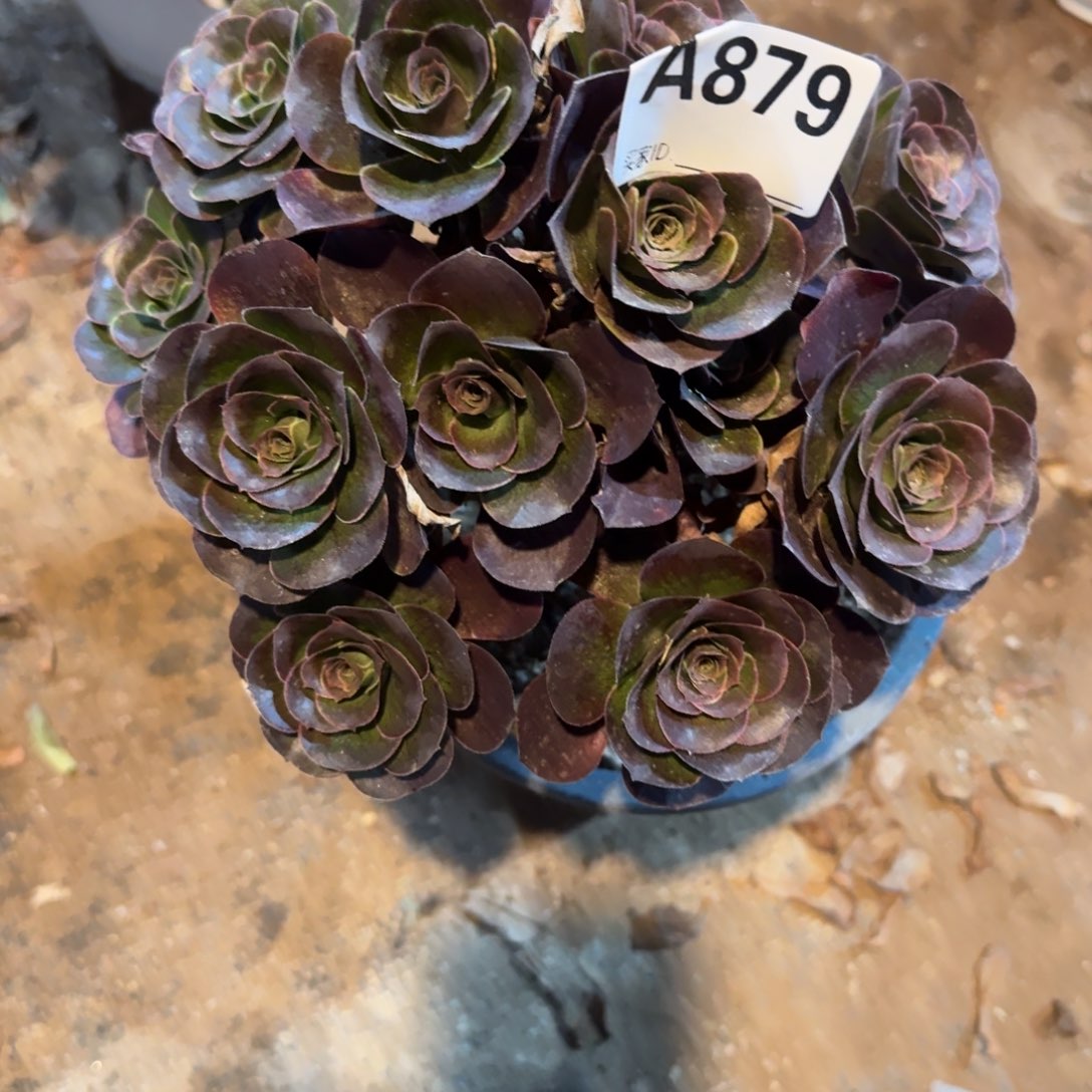 n***u魅金玫瑰一物一拍879