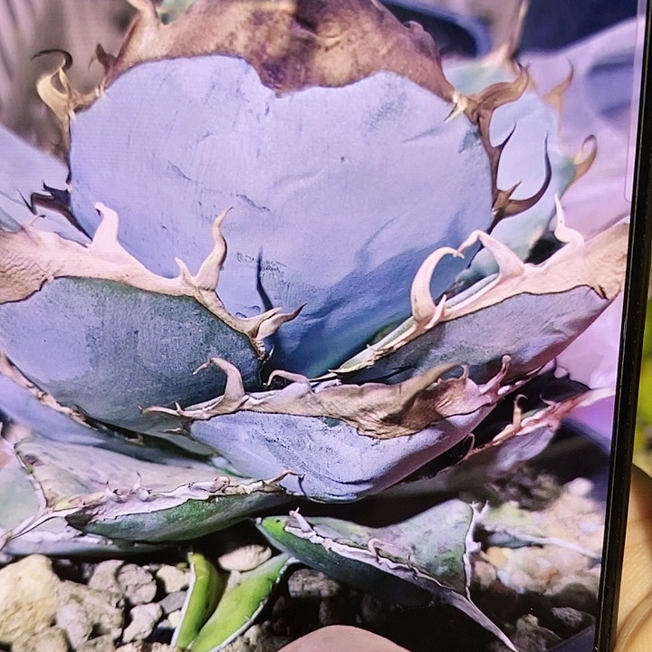多肉植物龙蛇兰植物