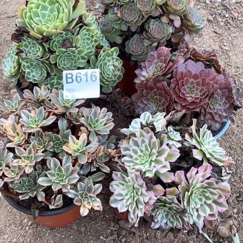 兰***子616五颗法师多肉植物