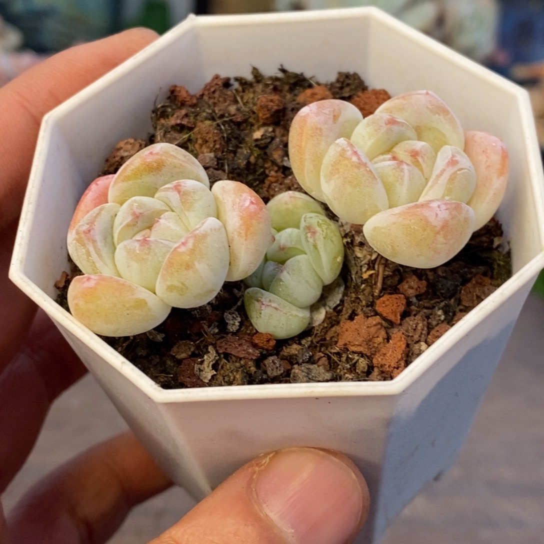 小脸冰玉小老桩控养清棚