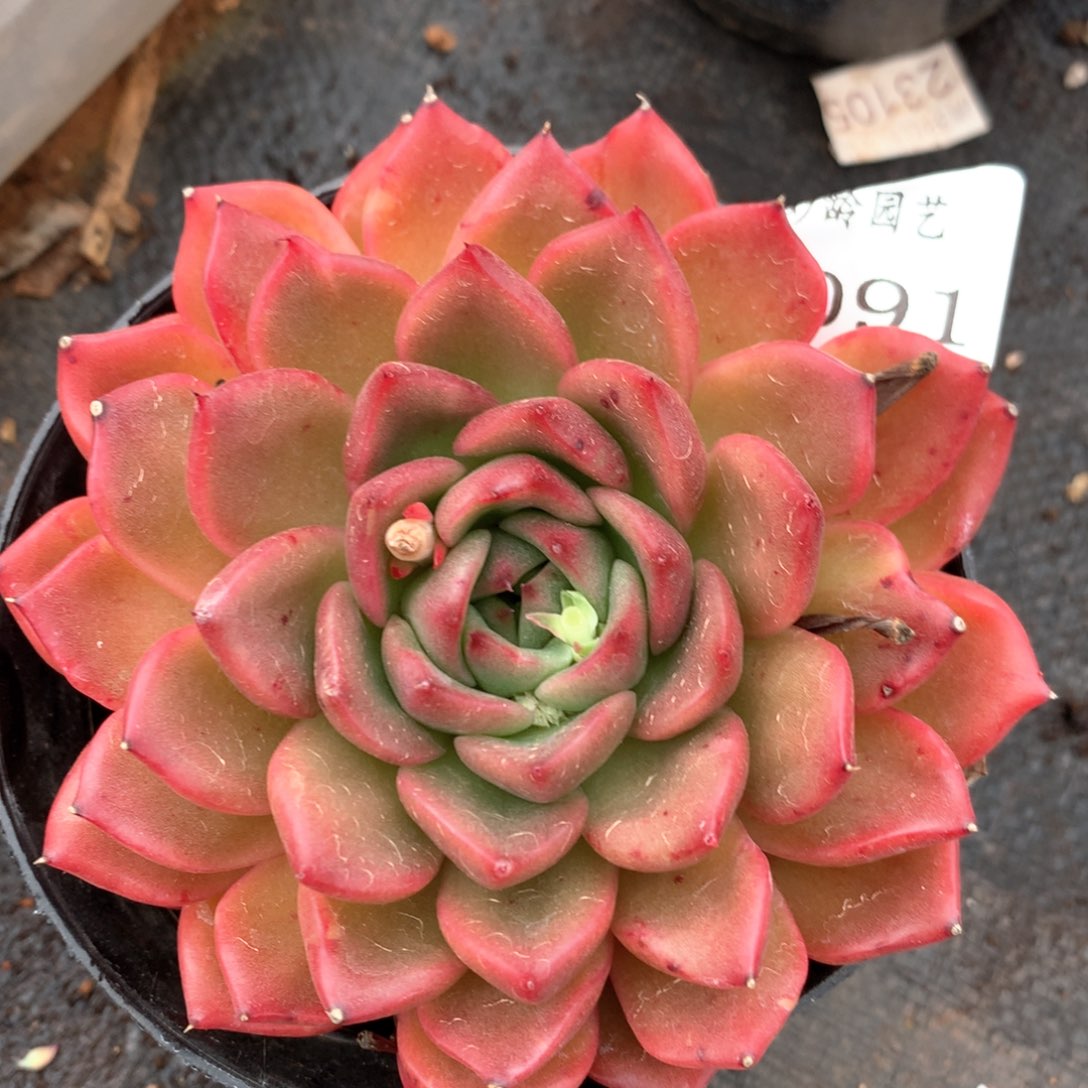 2091杂交多肉植物