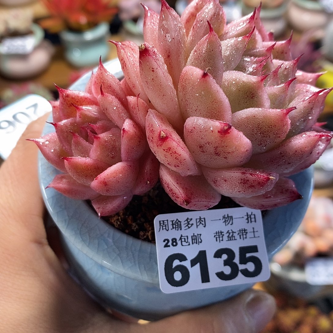 精控多肉植物6135