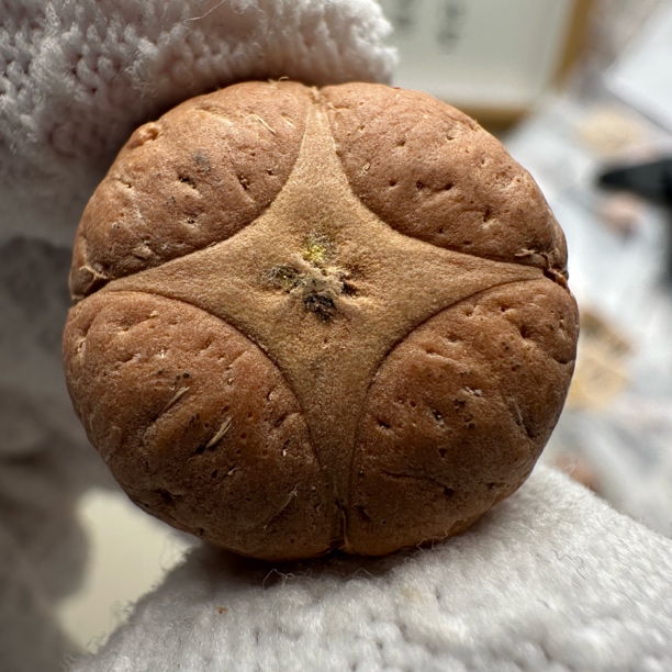 尼泊尔麒麟眼菩提-尺寸23➕sss系列-货号s33