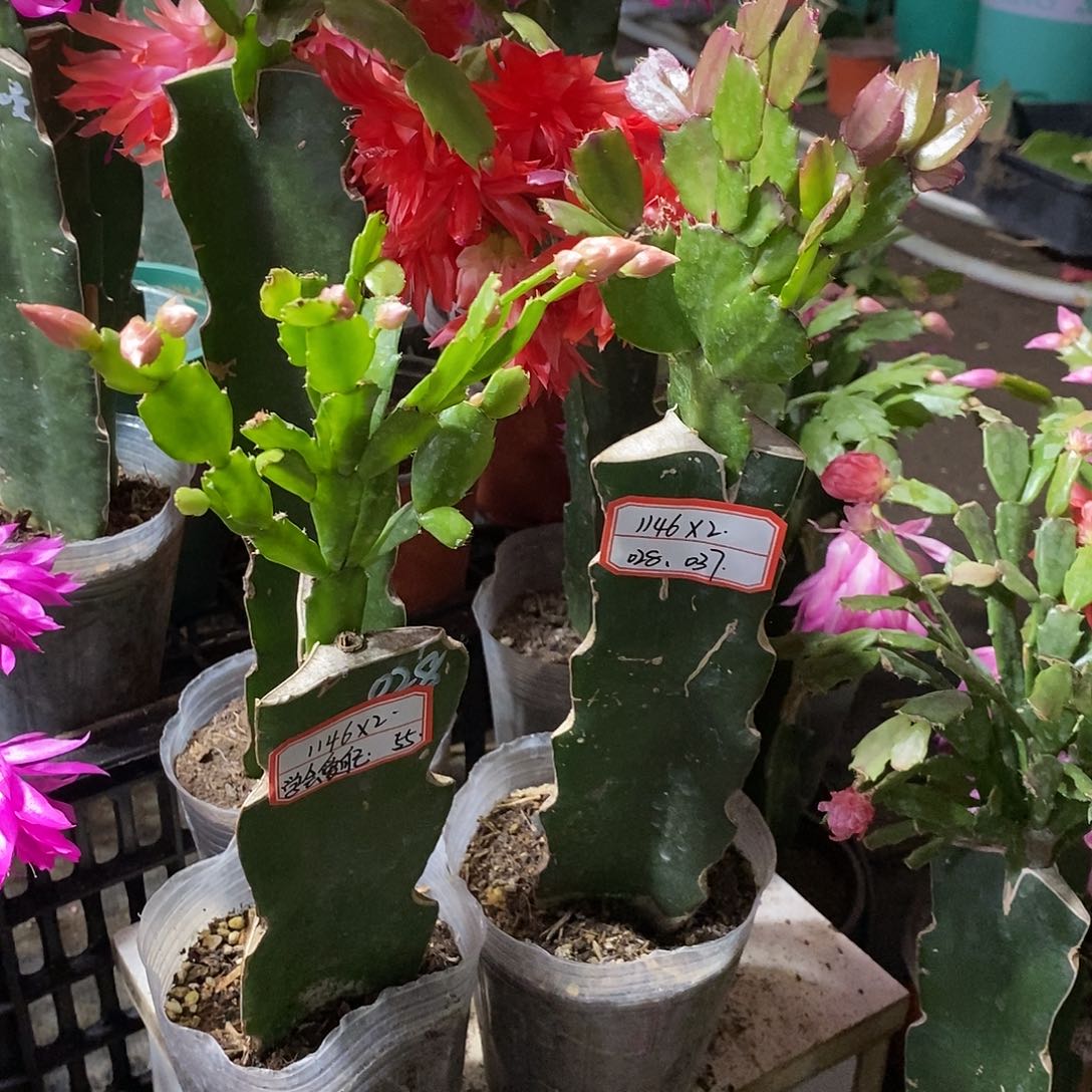 学***己无花朵1146*2（55）