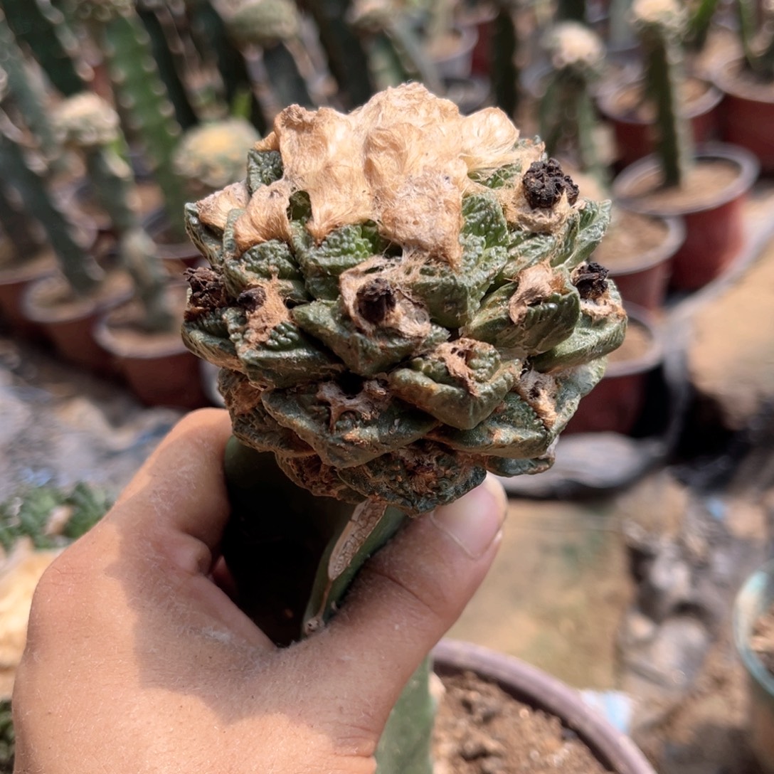 龟甲牡丹三角嫁接