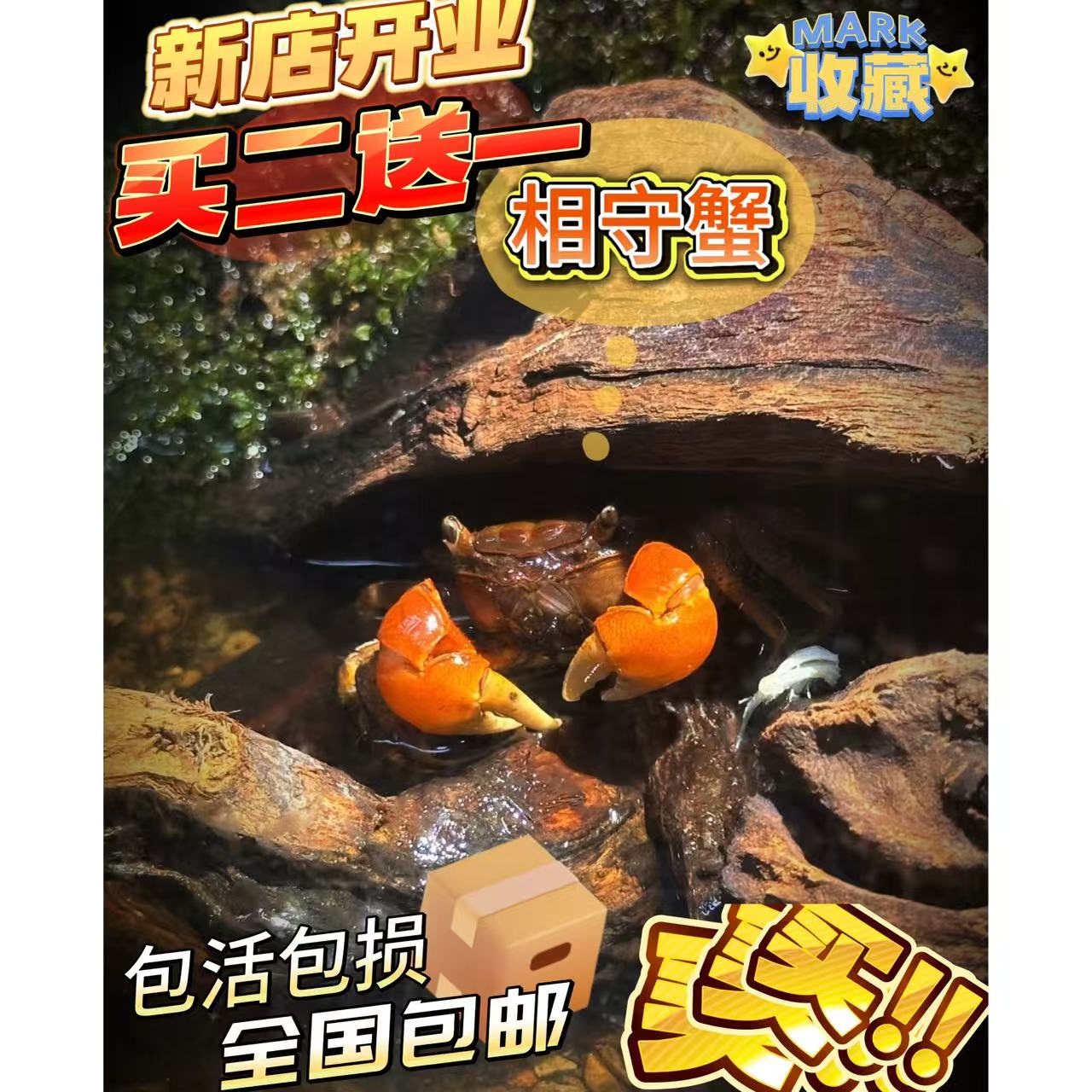 小相手蟹淡水蟹活体观赏蟹桌面爬宠水果蟹相守蟹宠物蟹水族清洁工