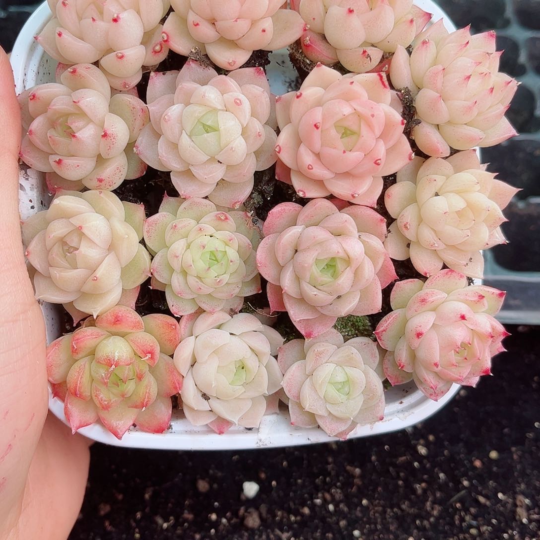 1-262 新疆西藏内蒙不发12.8包邮2-3公分多肉