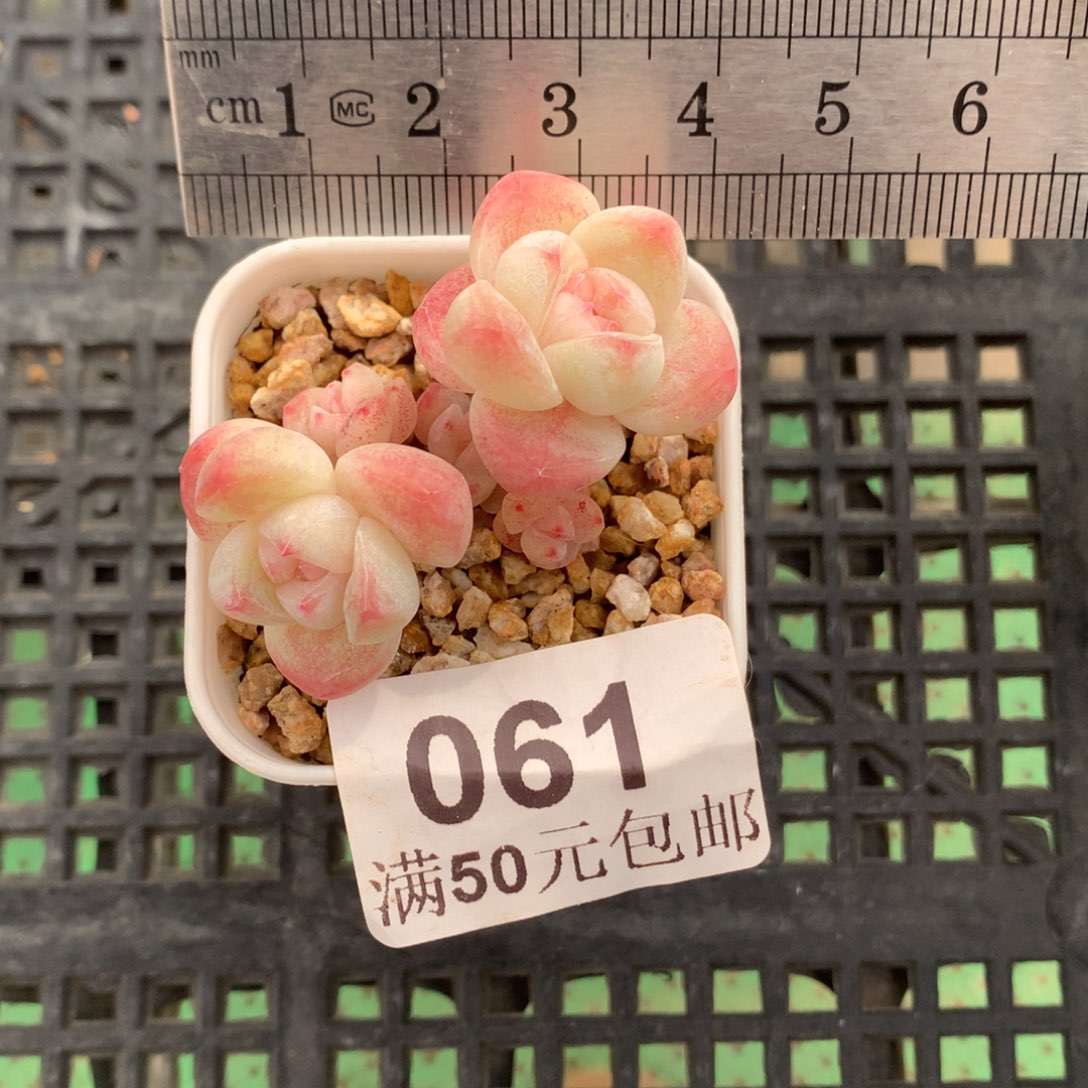 彭***彭61。小腿五头樱花冰玉。